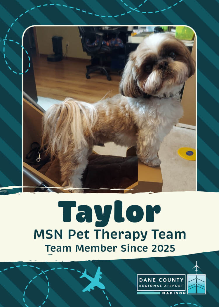 Picture of Taylor, pet therapy dog.